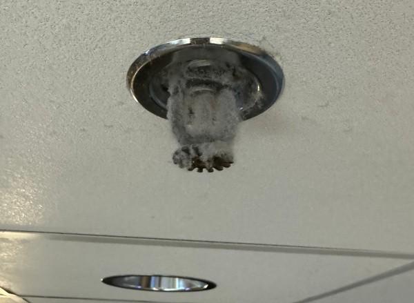 Loaded fire sprinkler